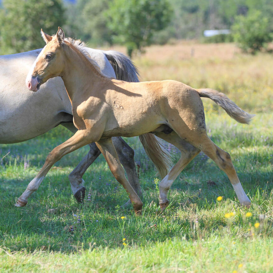 Unico de Bruguière, PSL