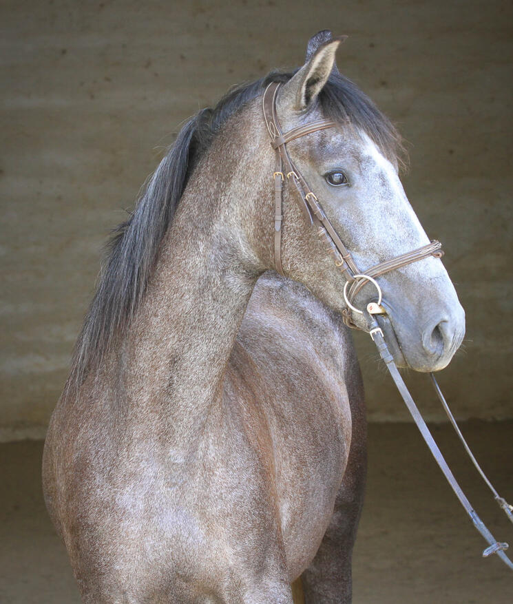 Qorona de Bruguière, PRE