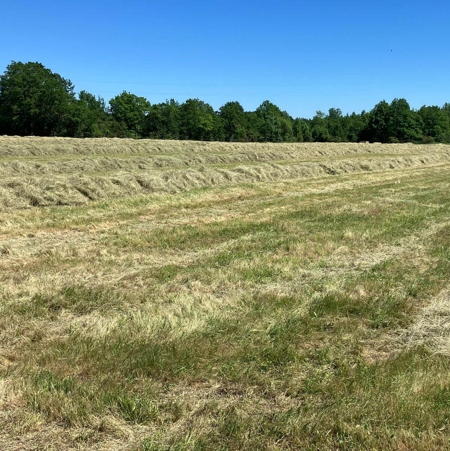 Hay harvest
