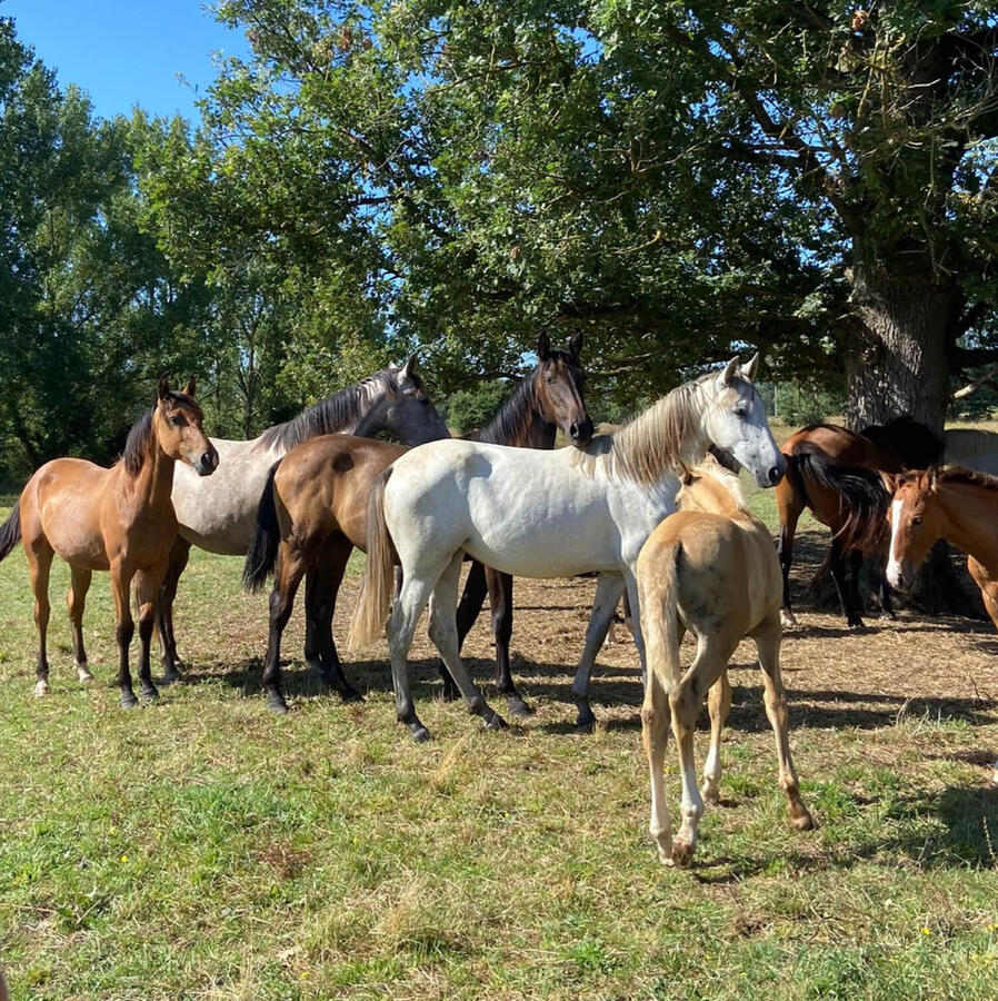 Herd of broodmares and foals